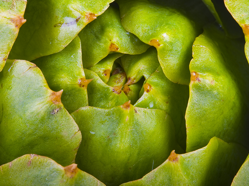 Artichoke