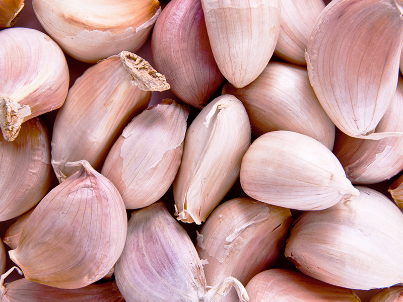 Garlic